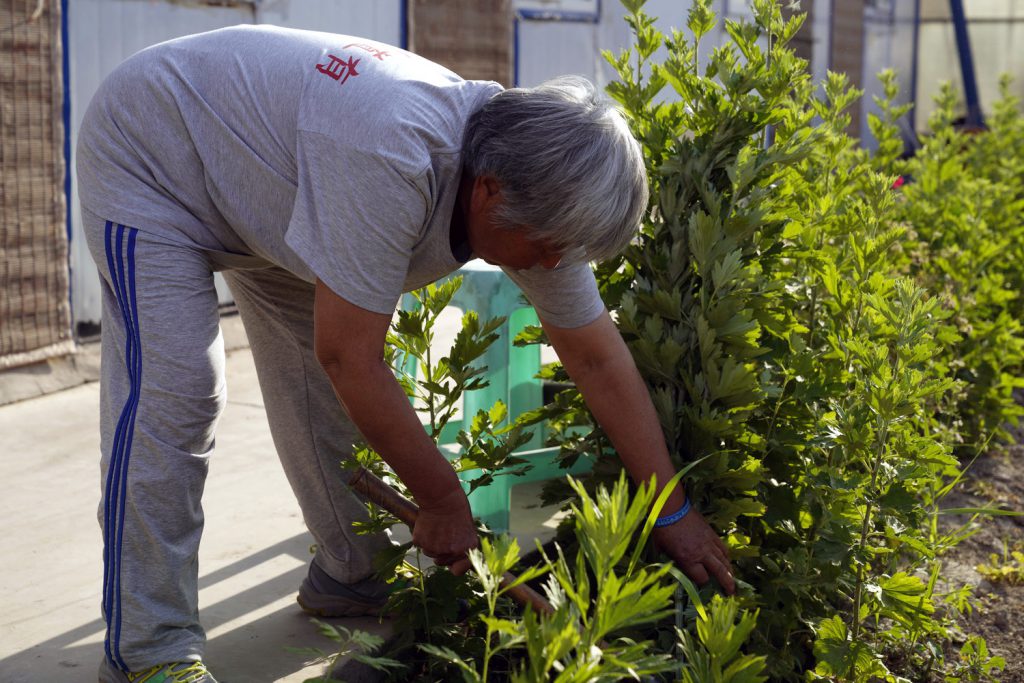 我们的节日 | 悦闻艾草香，端午颂安康