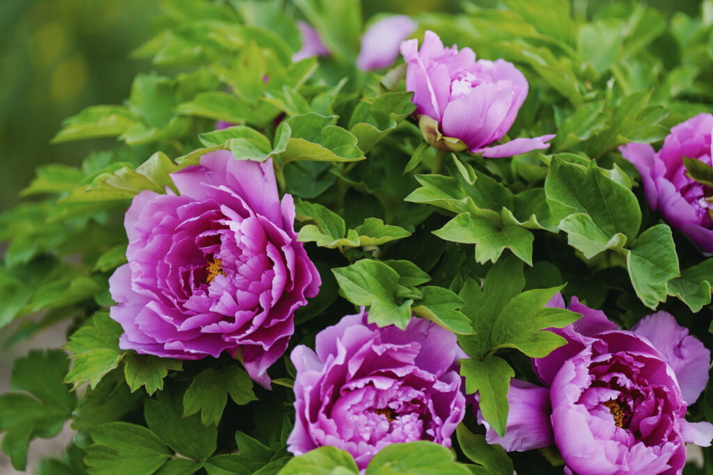 一朵牡丹里的无常与自在 一朵牡丹里的无常与自在