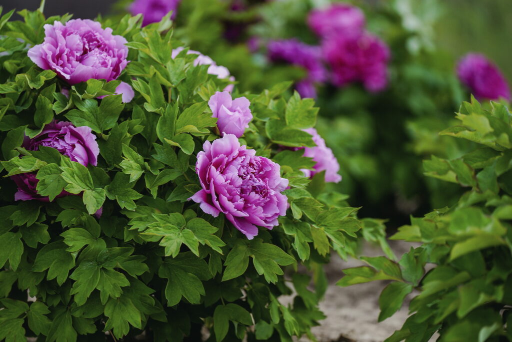 一朵牡丹里的无常与自在 一朵牡丹里的无常与自在