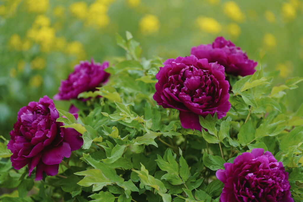 一朵牡丹里的无常与自在 一朵牡丹里的无常与自在