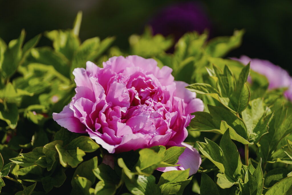 一朵牡丹里的无常与自在 一朵牡丹里的无常与自在