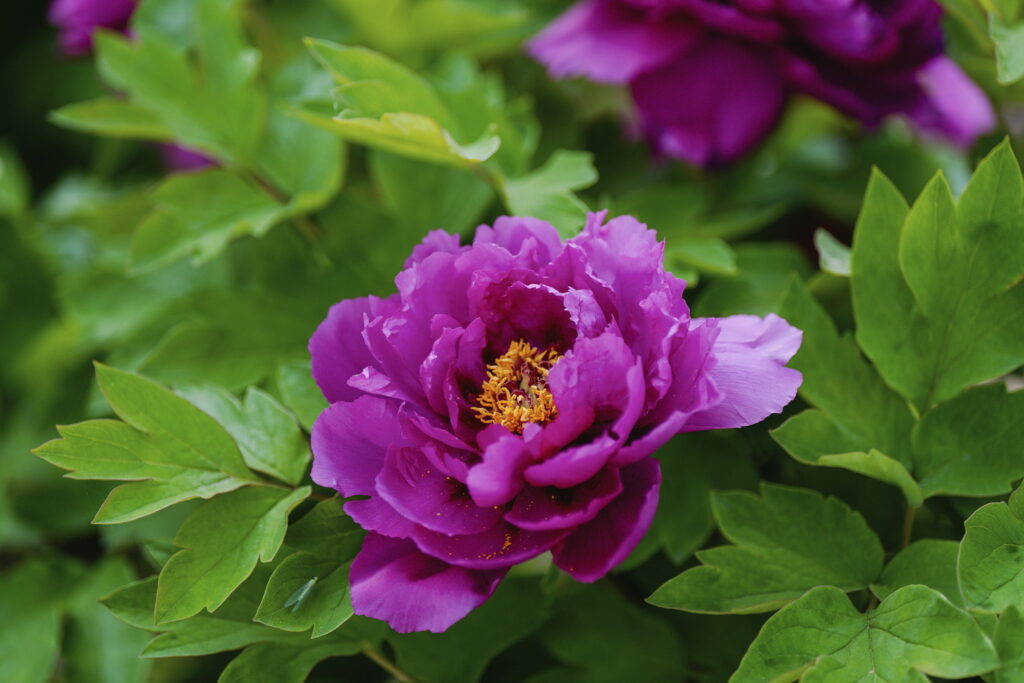 一朵牡丹里的无常与自在 一朵牡丹里的无常与自在