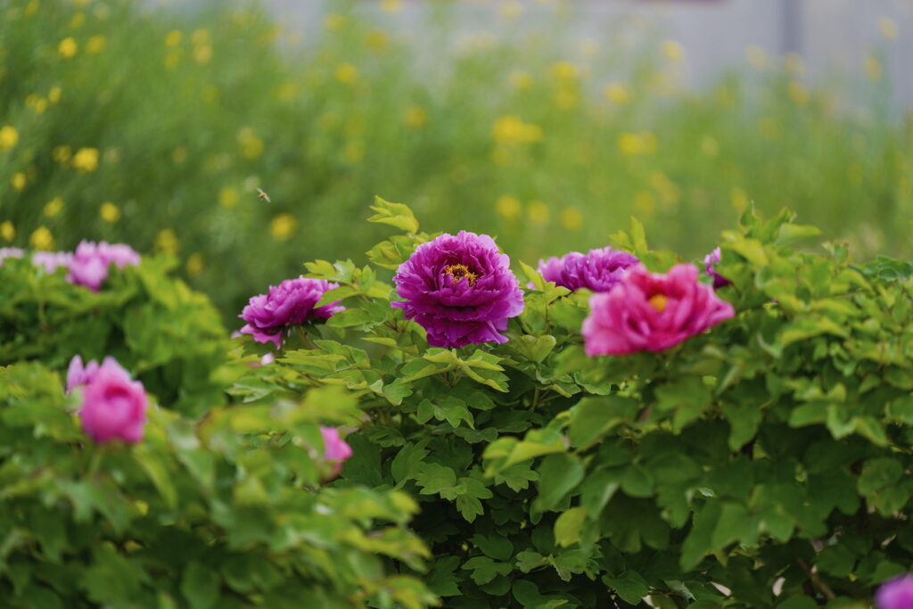 一朵牡丹里的无常与自在 一朵牡丹里的无常与自在