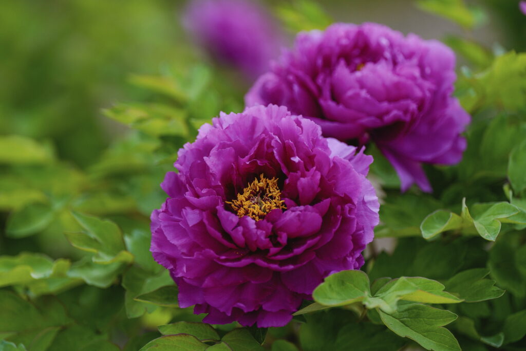 一朵牡丹里的无常与自在 一朵牡丹里的无常与自在