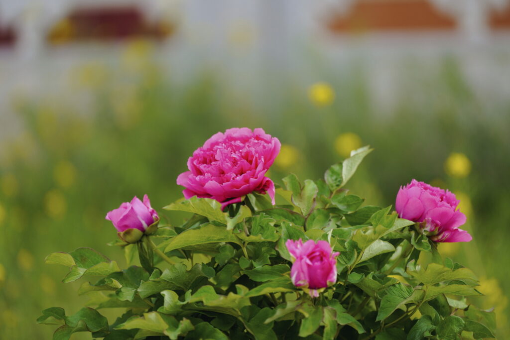 一朵牡丹里的无常与自在 一朵牡丹里的无常与自在