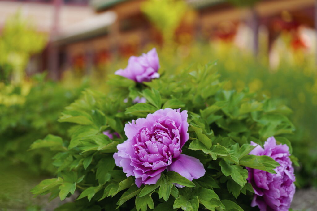 一朵牡丹里的无常与自在 一朵牡丹里的无常与自在