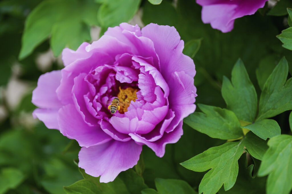 一朵牡丹里的无常与自在 一朵牡丹里的无常与自在