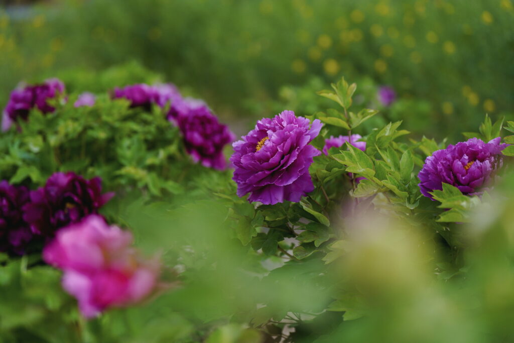 一朵牡丹里的无常与自在 一朵牡丹里的无常与自在