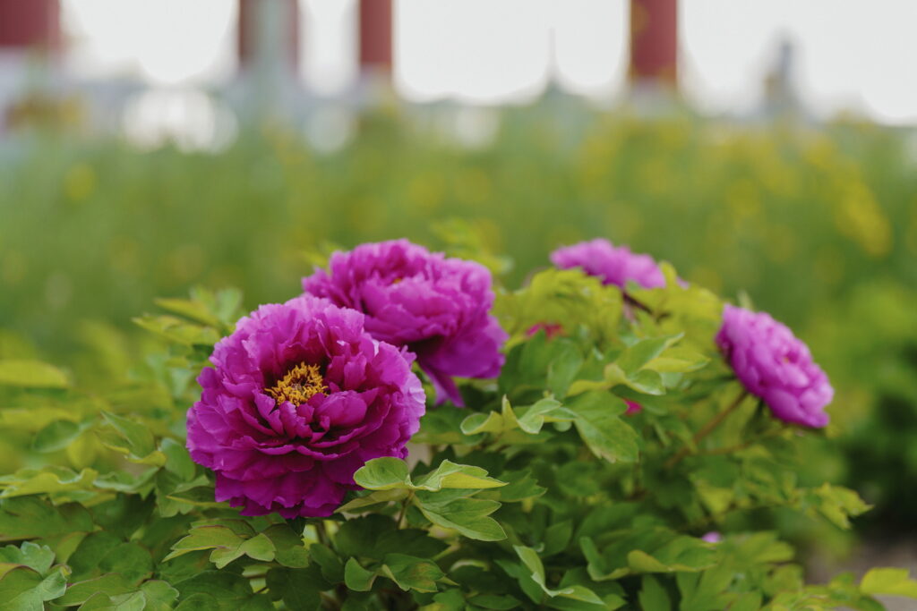 一朵牡丹里的无常与自在 一朵牡丹里的无常与自在