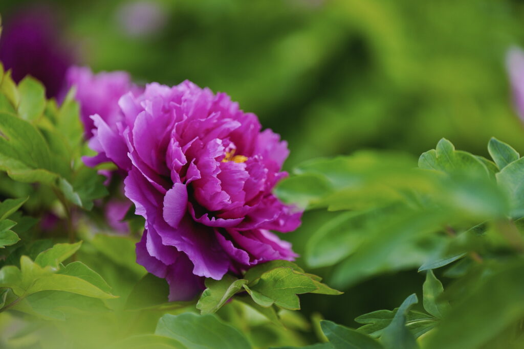 一朵牡丹里的无常与自在 一朵牡丹里的无常与自在