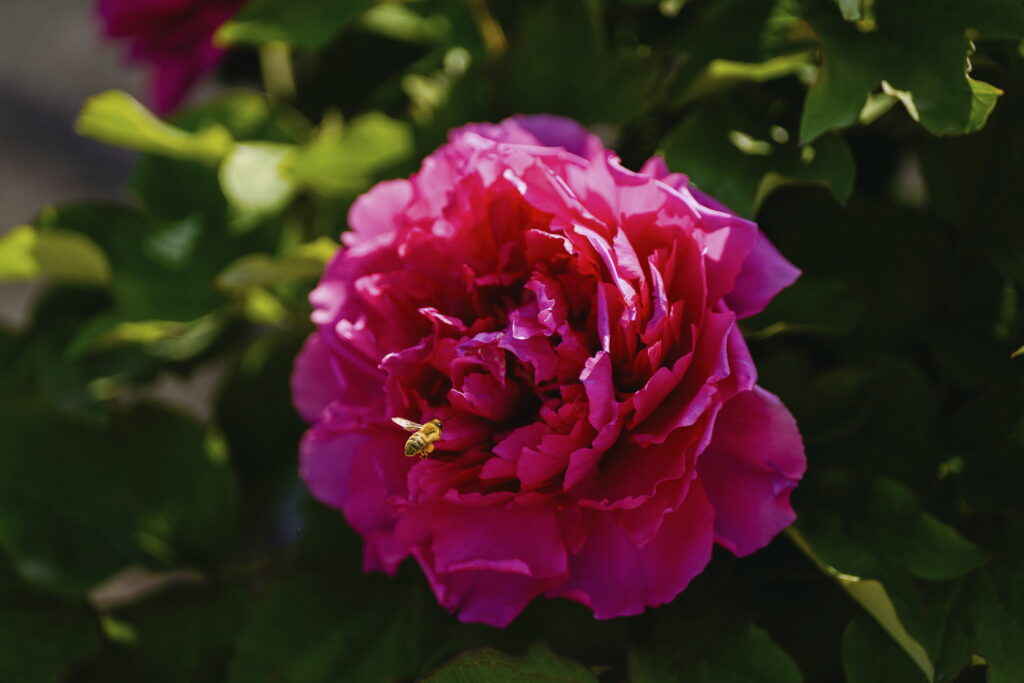 一朵牡丹里的无常与自在 一朵牡丹里的无常与自在