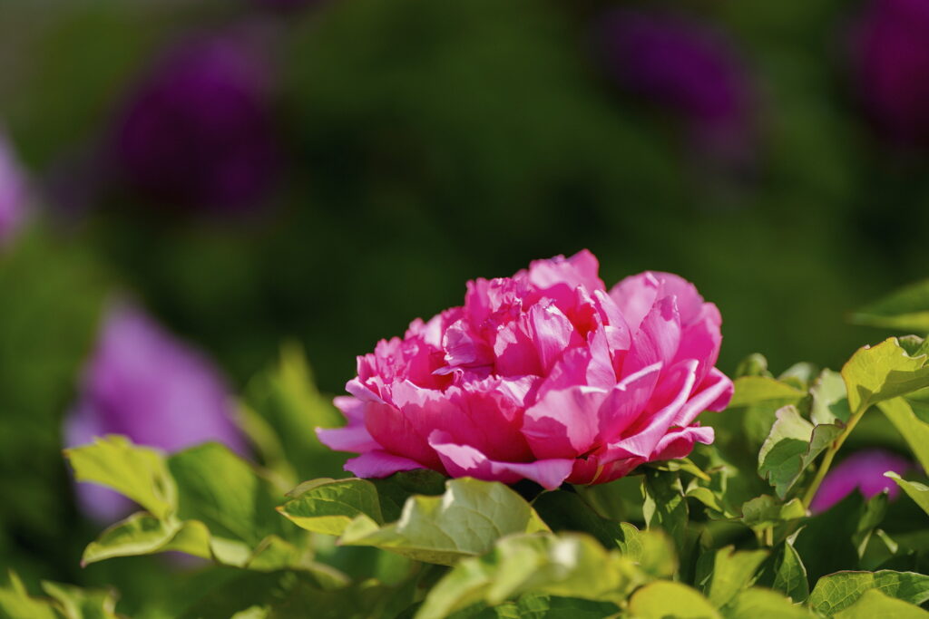 一朵牡丹里的无常与自在 一朵牡丹里的无常与自在