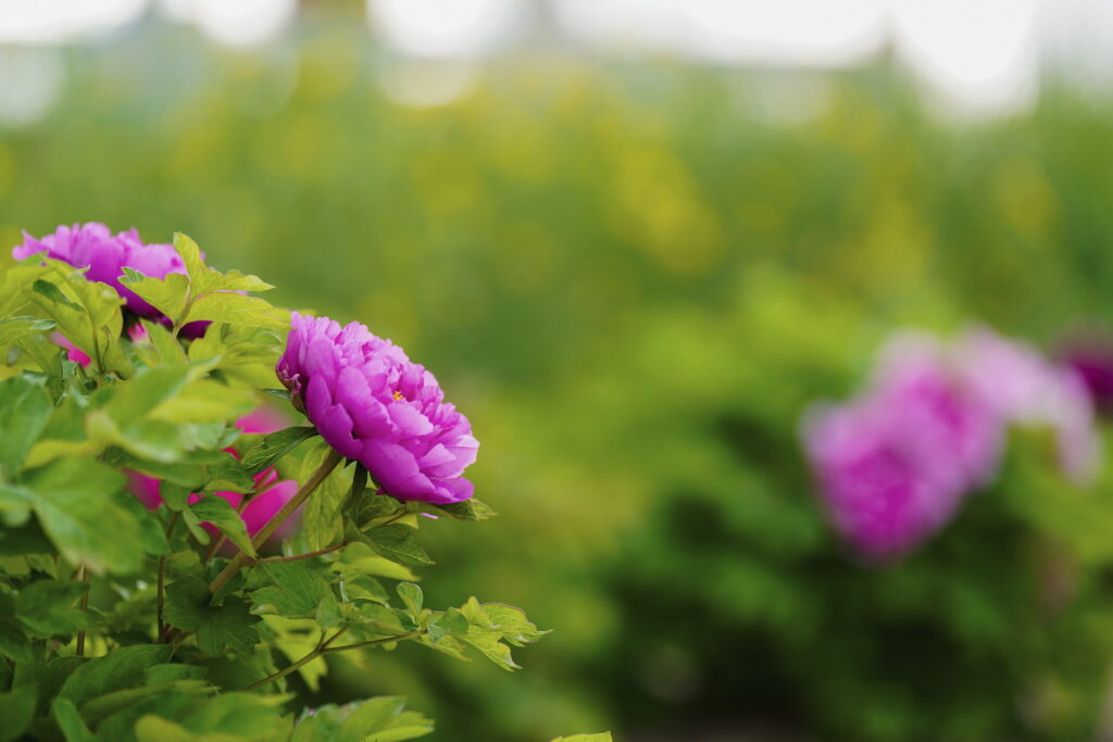 一朵牡丹里的无常与自在 一朵牡丹里的无常与自在
